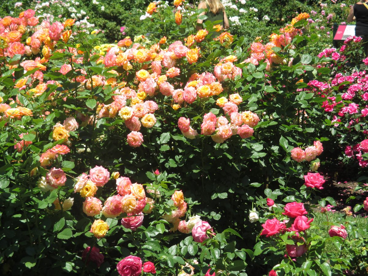 Rose bush in flower