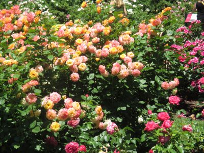 A rose shrub in full bloom
