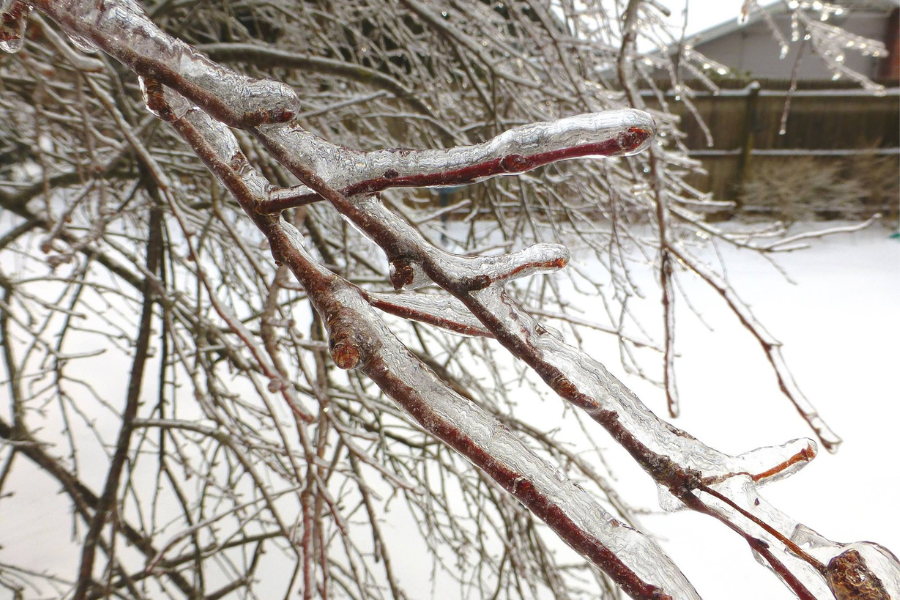 Branches encased in a layer of ice.