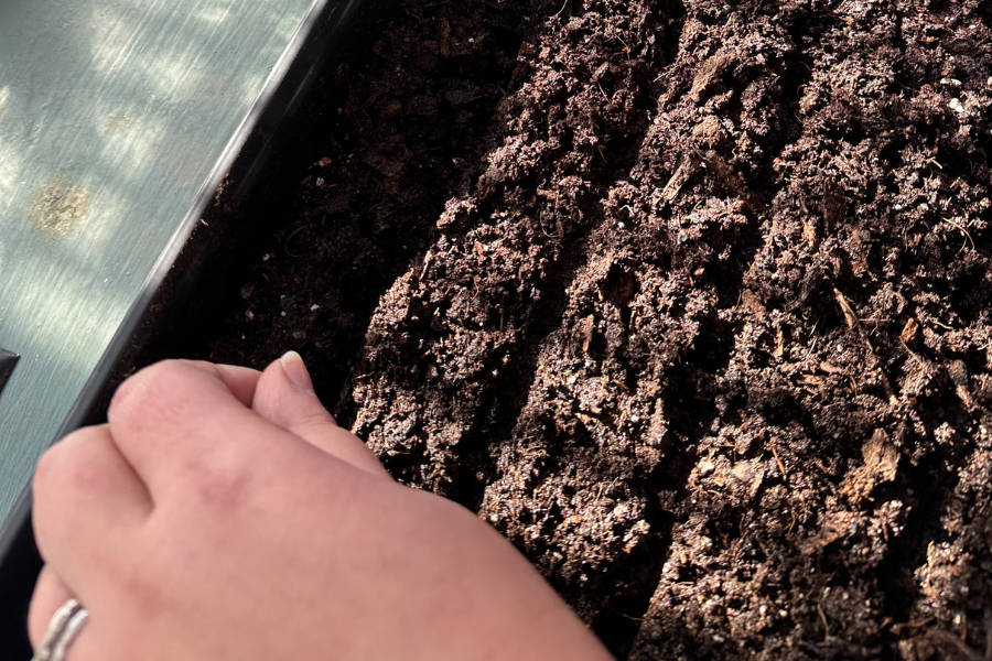 Planting seeds in an empty tray