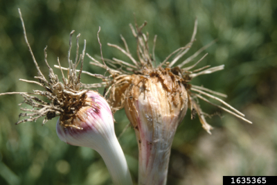 Purple streaking and weak root systems associated with Fusarium rot. 