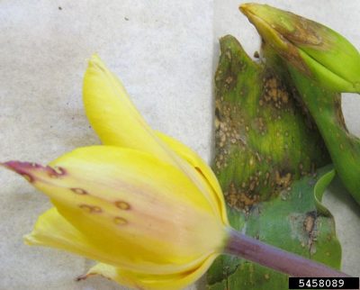 Symptoms of tulip fire, Botrytis tulipae, on tulip flower and leaves.