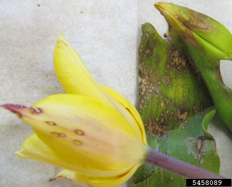 Tulip flower and leaves showing signs of disease