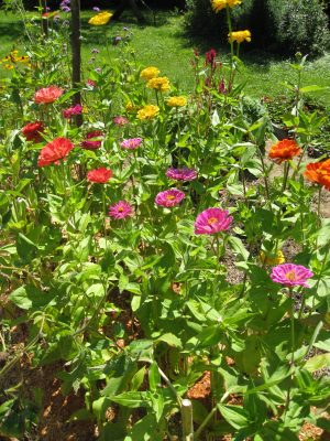Zinnias planted in a row