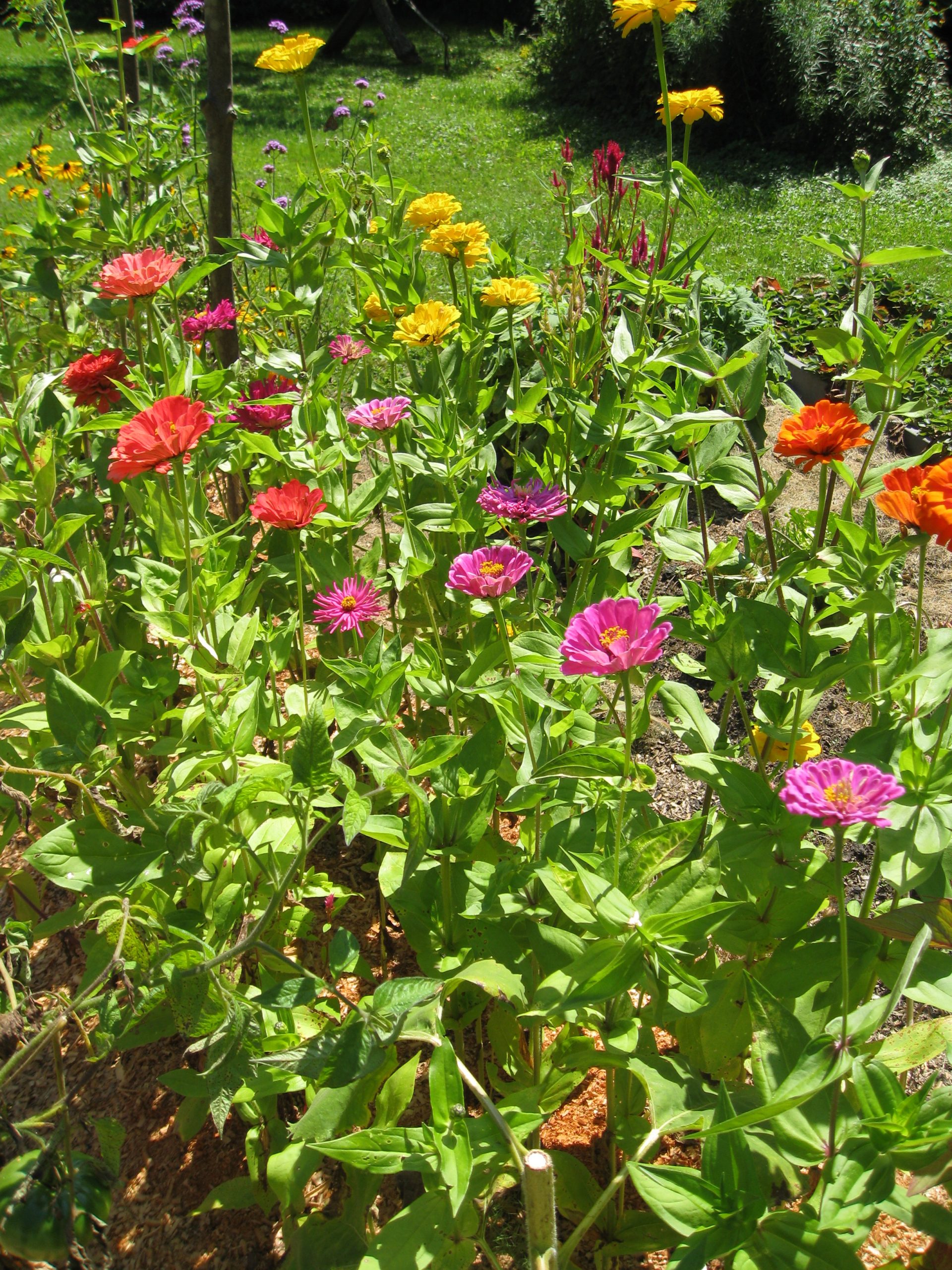 Zinnias in a cut flower garden