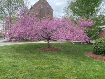 A redbud tree in flower on the UConn Campus