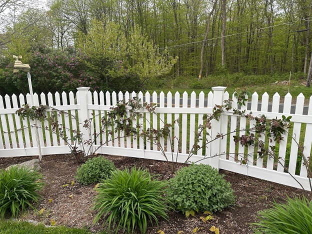 what to use to tie climbing roses
