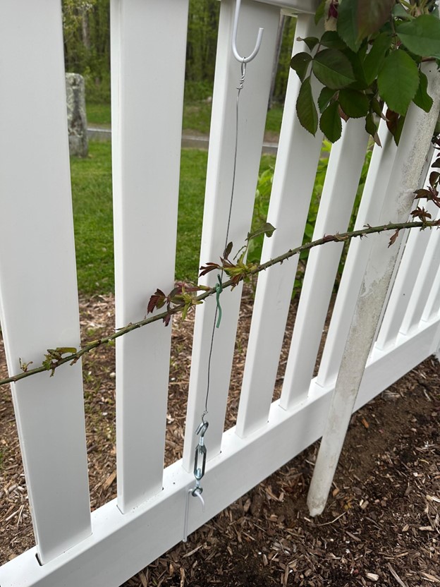 what to use to tie climbing roses