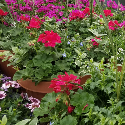 Geraniums and other flowers in a mixed container