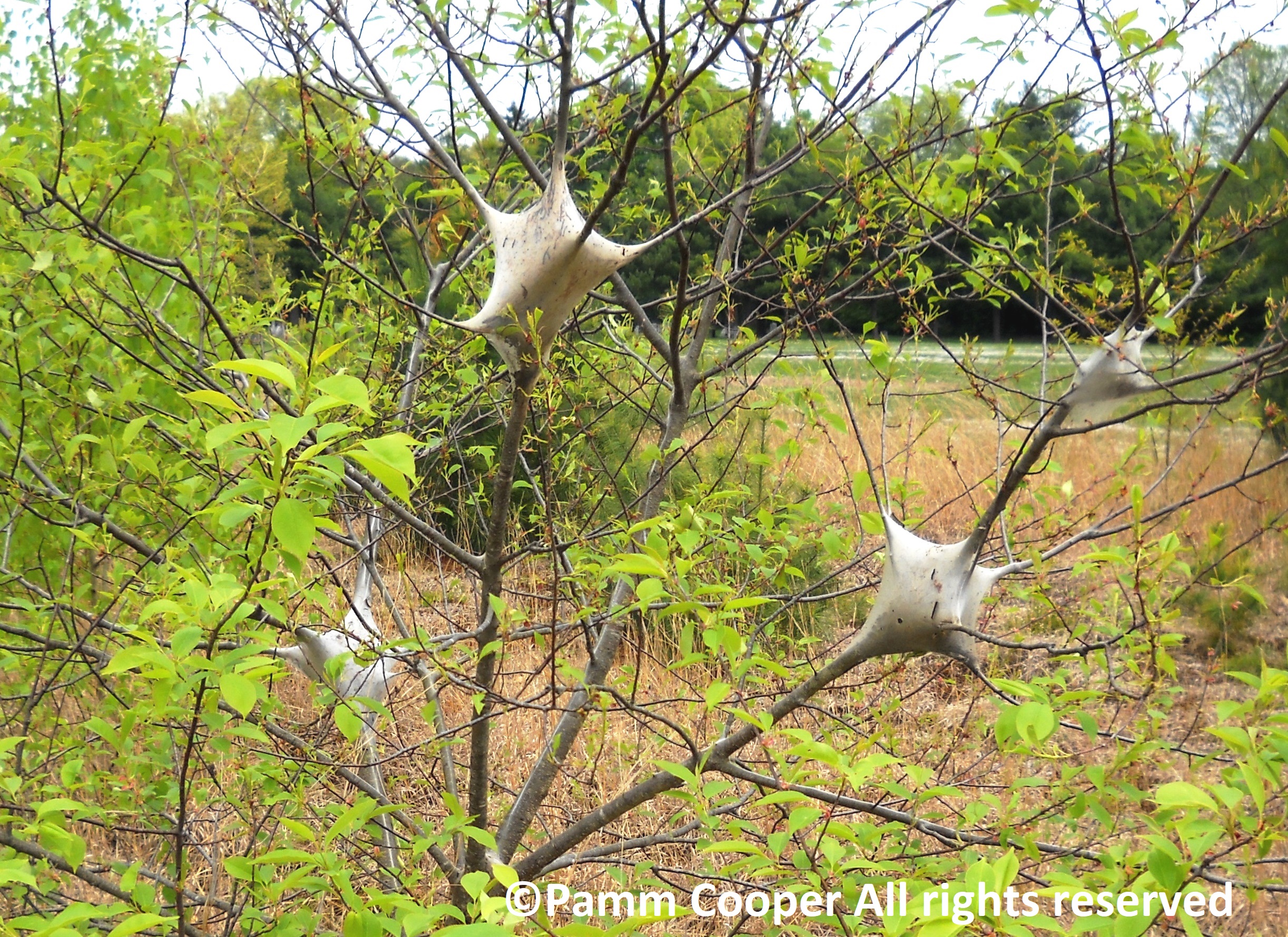 Eastern Tent Caterpillar tents in tree branches