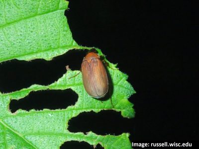 Asiatic Garden Beetle on damaged leaves at night