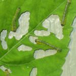 Hibiscus sawfly larvae on hibiscus leaf. 