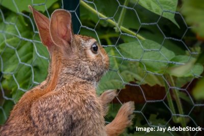 Rabbit looking through garden fence