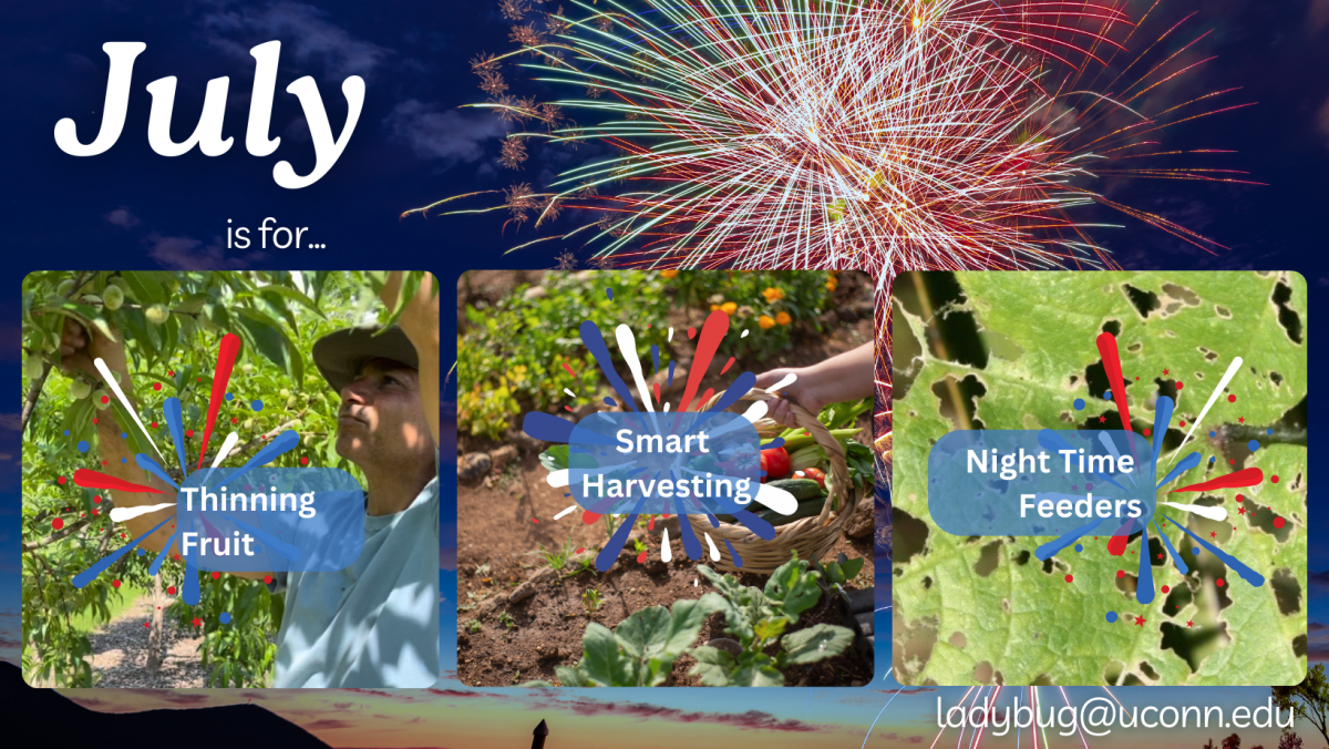 July is for Fruit Thinning, Smart Harvesting and Night Time Feeders