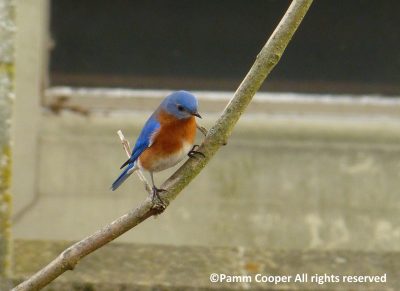 Bluebird sitting on a branch.