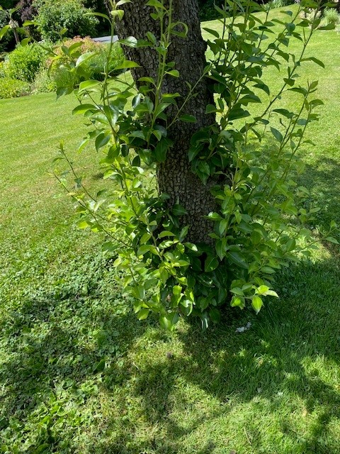 A pear tree with multiple suckers growing from the base. Photo by dmp2024