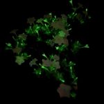 Firefly petunia flowers glow green in the dark