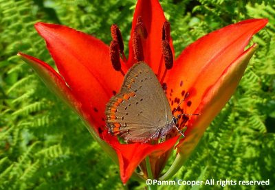 Coral Hairstreak butterfly on flower