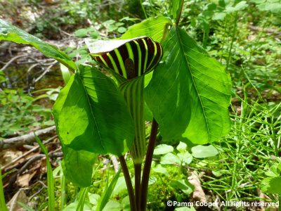 Jack in the pulpit flower up close