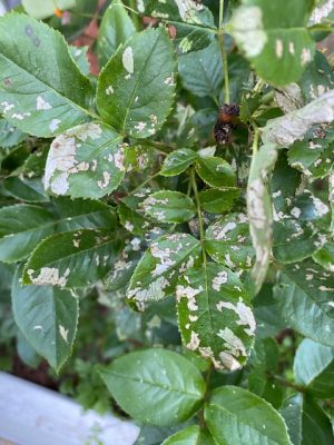 Rose slug damage on rose leaves