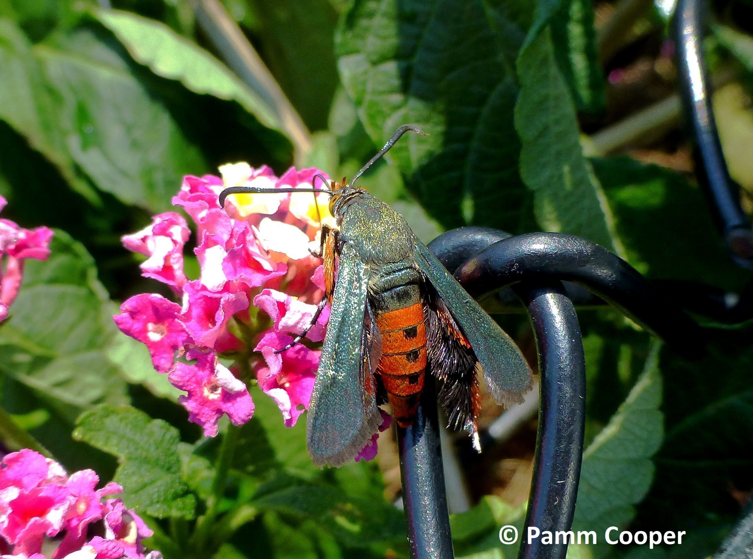 Squash vine borer moth on Lantana