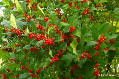 Close up of winterberry holly with red berries