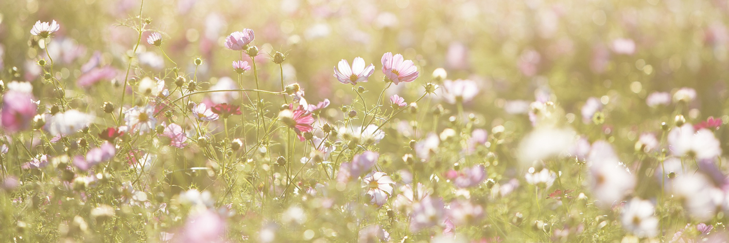 Cosmos flowers in a field