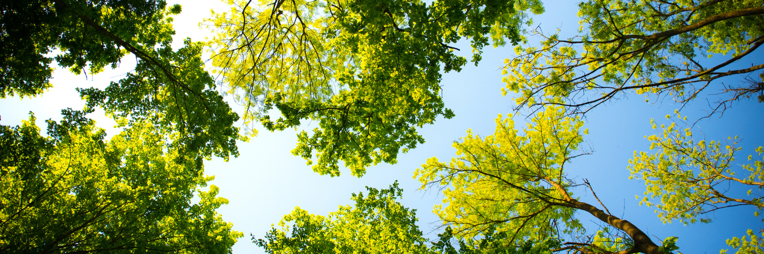 Looking up at trees from under the canopy