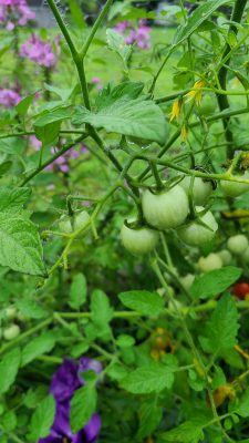 Green tomatoes on the stem