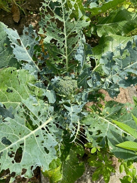 A close up of caterpillar damage on broccoli leaves.