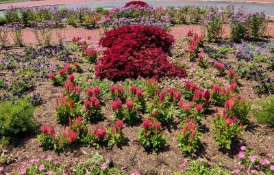 Red coleus in the middle of a flower garden