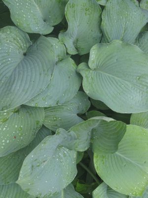 Hosta leaves up close with raindrops