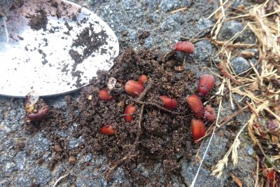 Asiatic garden beetles found in a spoonful of soil