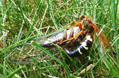 Cicada killer holding a Cicada