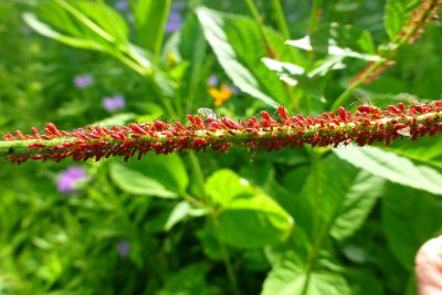 Red aphids on a stem