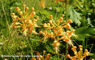 Yellow Fringed Orchid