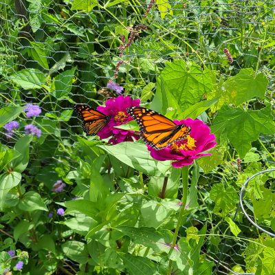 Butterflies on Zinnia flowers