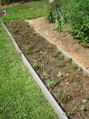 Strawberry row after renovation