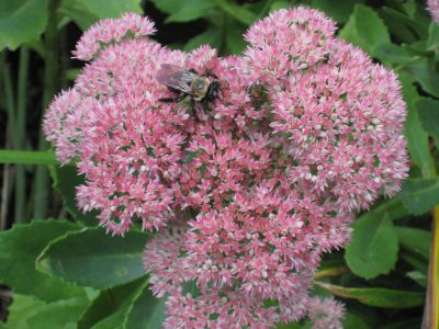 A bee on a cluster of pink sedum flowers