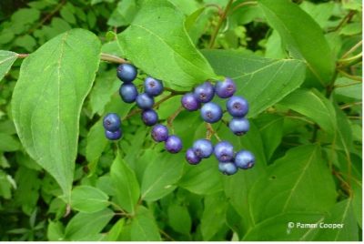 Shrub dogwood with blue berries