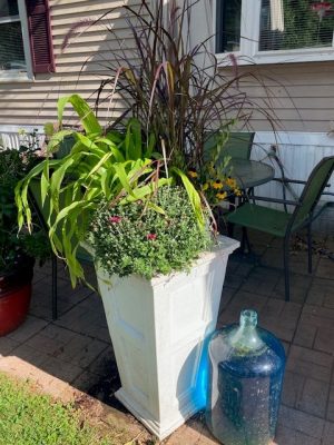 Container full of fall annuals