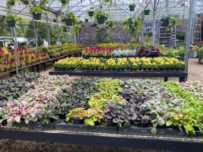 Fall container plant selection at a greenhouse