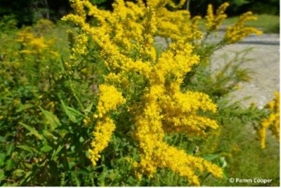 Goldenrod in full bloom