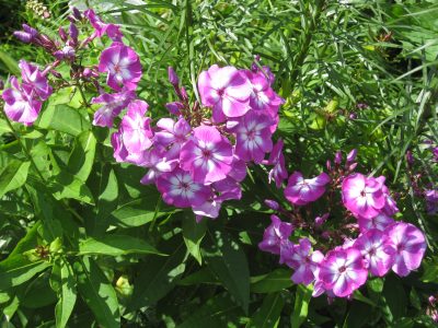 Purple phlox flowers