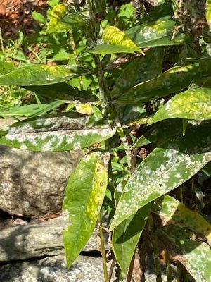 Powdery mildew on phlox leaves