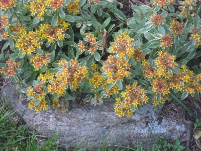 Variegated sedum with yellow flowers