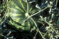 Watermelon on the vine