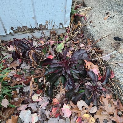 Leaves in the perennial garden