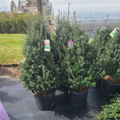 Evergreens for sale at a nursery