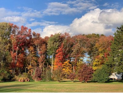 Trees showing their autumn colors